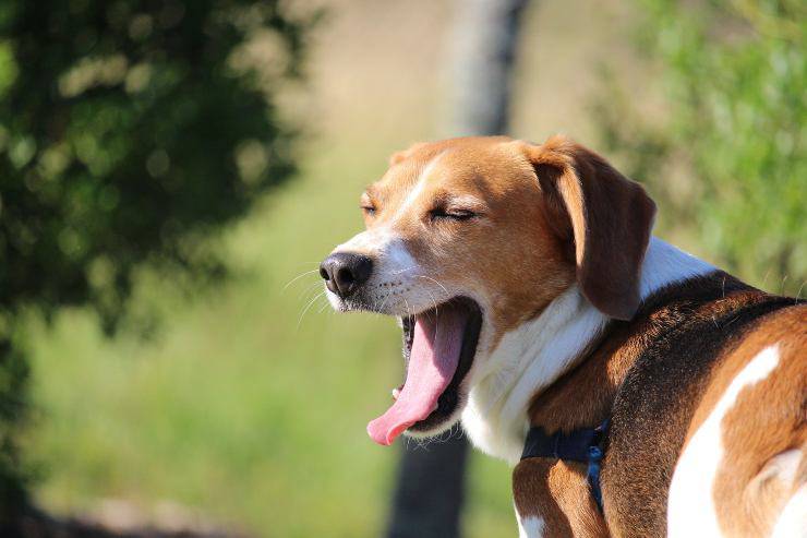 Il cane sbadiglia quando lo accarezzi