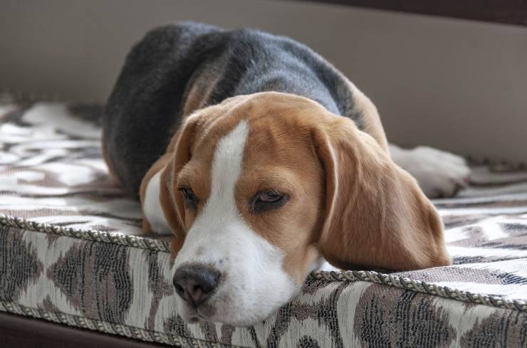 I cani più a rischio malattie articolari