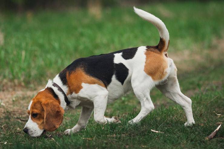 Il cane annusa a terra quando deve fare i bisogni