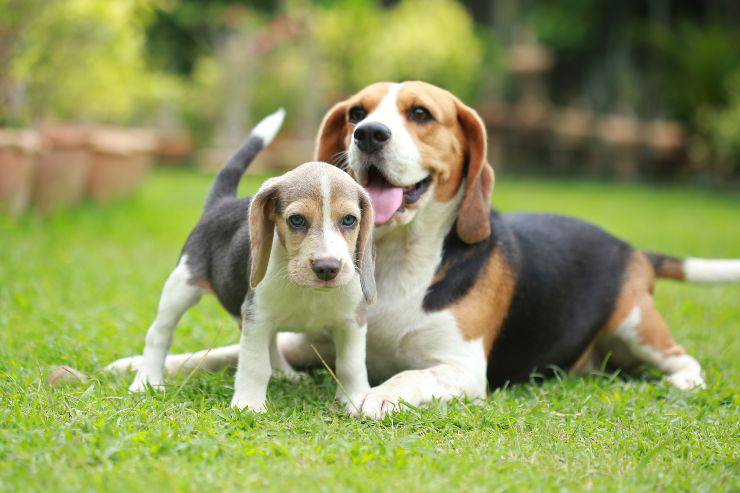 beagle