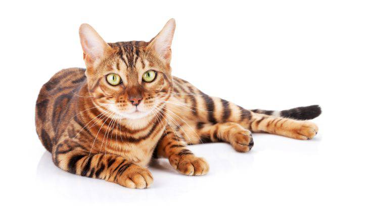 bengala bengala egyptian mau differenza