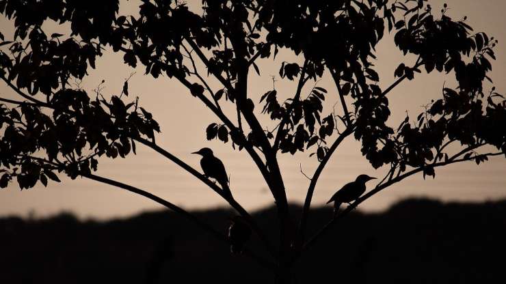 Uccelli che cantano di notte
