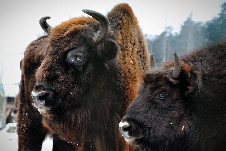 due bisonti bisonti