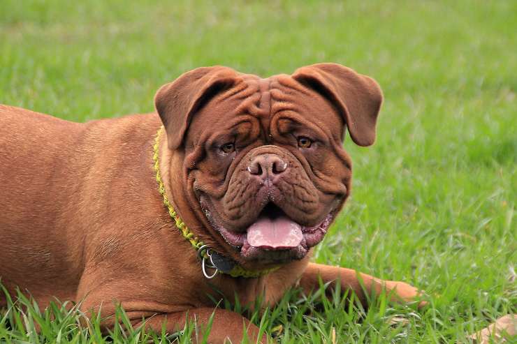 Le malattie nel cane