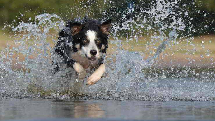 border collie
