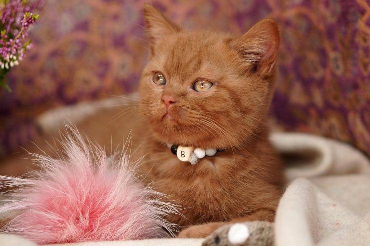 I colori del pelo del gatto