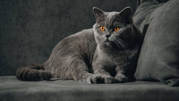 british shorthair curiosità (1)