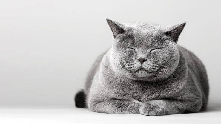 british shorthair malattie comuni