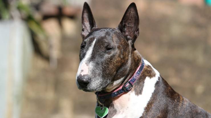 cane bull terrier cura pelo toelettatura