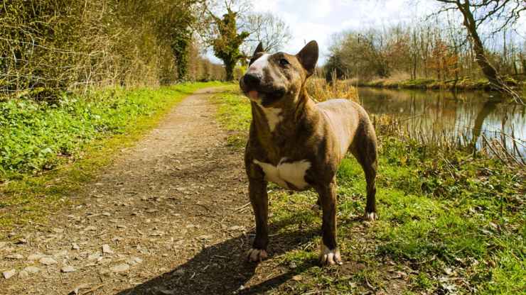 cane bull terrier alimentazione mangiare dieta