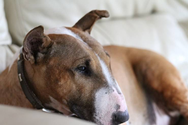 cane bull terrier cura pelo toelettatura