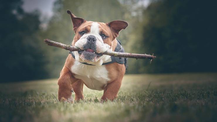bulldog inglese con quali razze di cani va più d'accordo bulldog inglese english razze cani compatibili