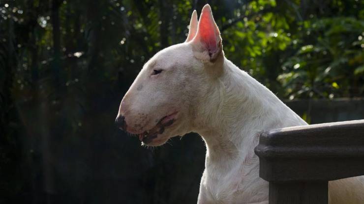 cane bull terrier malattie salute problemi cure predisposizioni