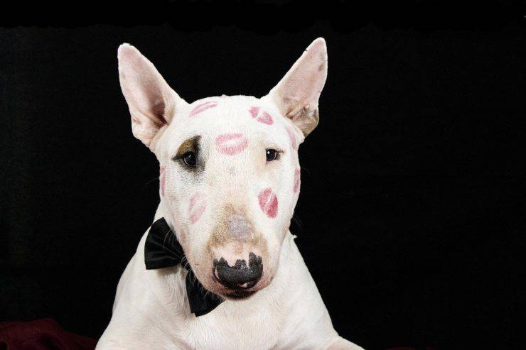Accessori di lusso per cani