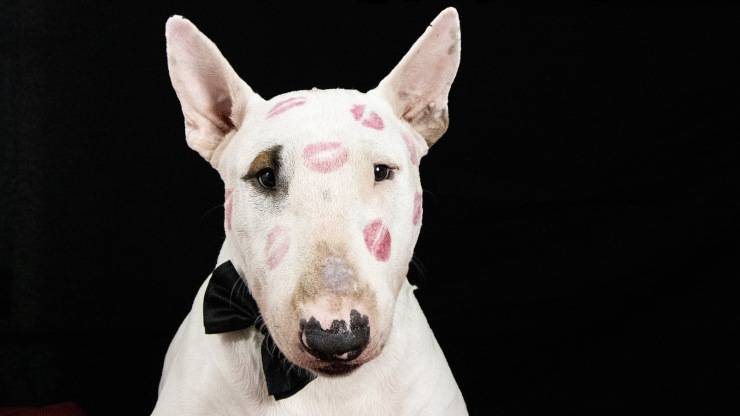 bull terrier cane pieno di curiosità cane bull terrier curiosità origini cenni storici