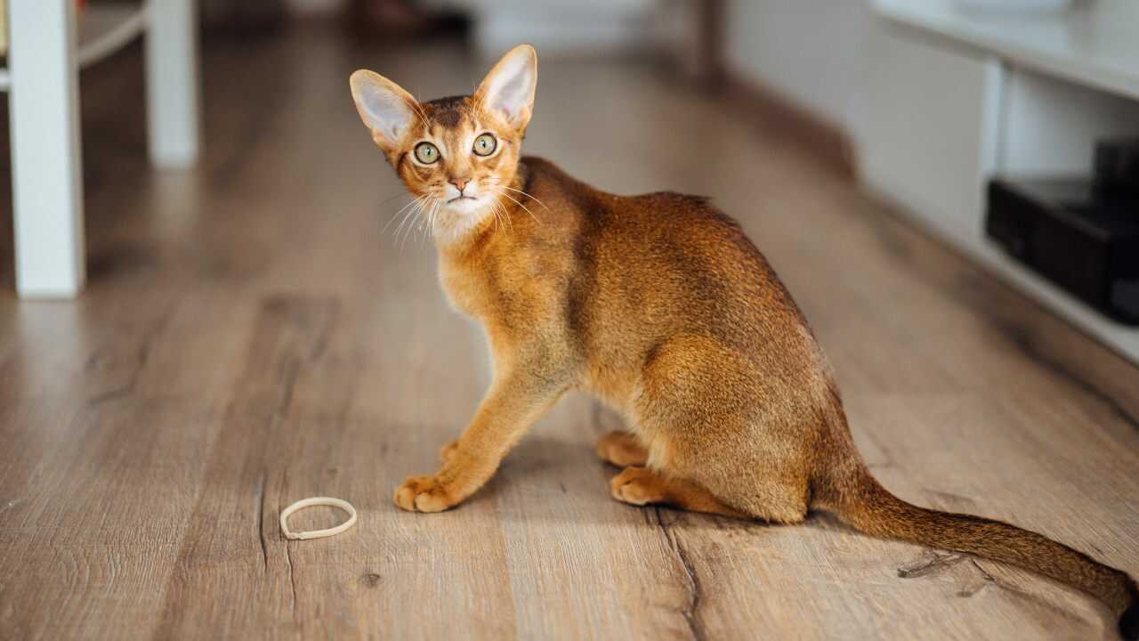 bunny cat