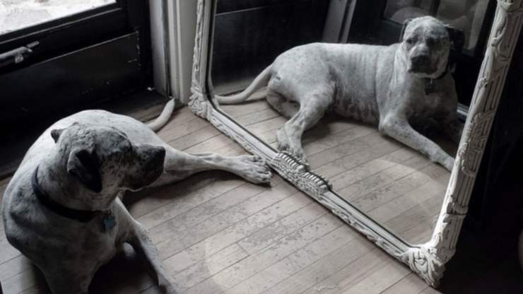 cane abbaia allo specchio quando vede la sua immagine riflessa: cause cane abbaia allo specchio