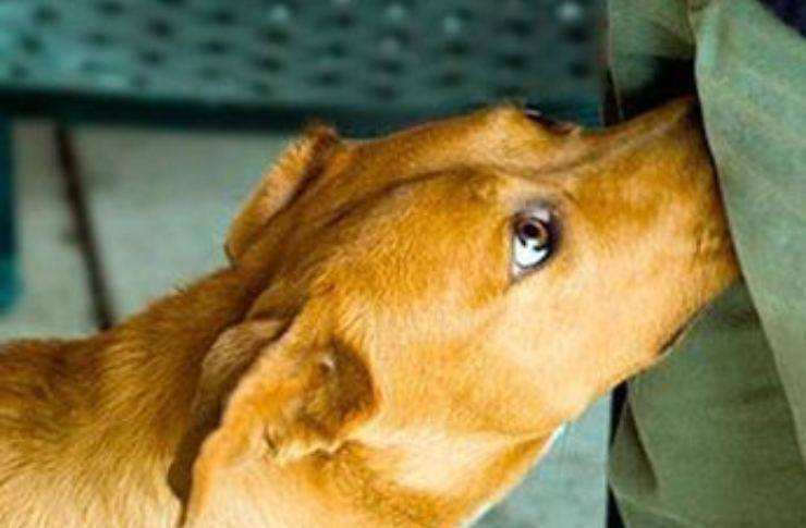 cane annusa parti intime