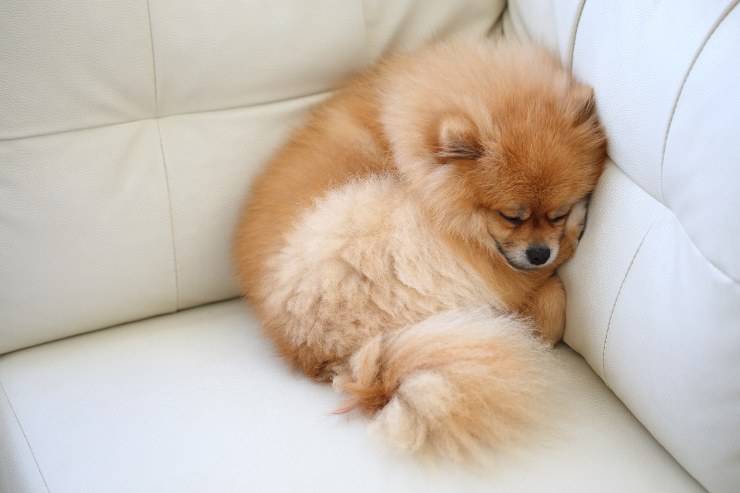 abitudini del cane mentre dorme