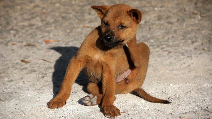 Cane con allergia che si gratta Cane con allergia