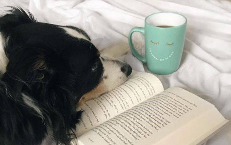 cane con libro