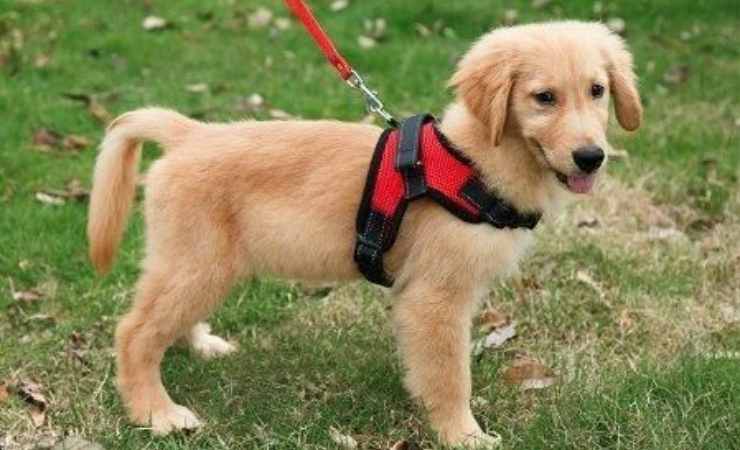 come scegliere la pettorina per il cane
