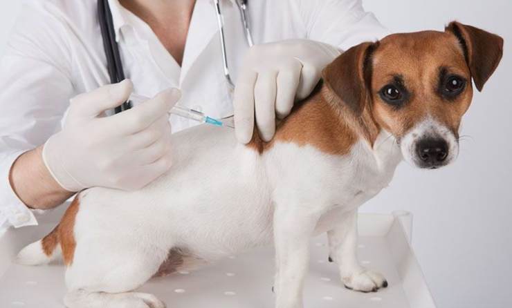 cane dal veterinario
