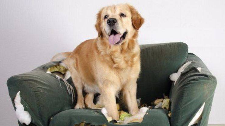 il cane distrugge cuscini e divano: cause e cosa fare per impedirglielo cane distrugge cuscini e divano