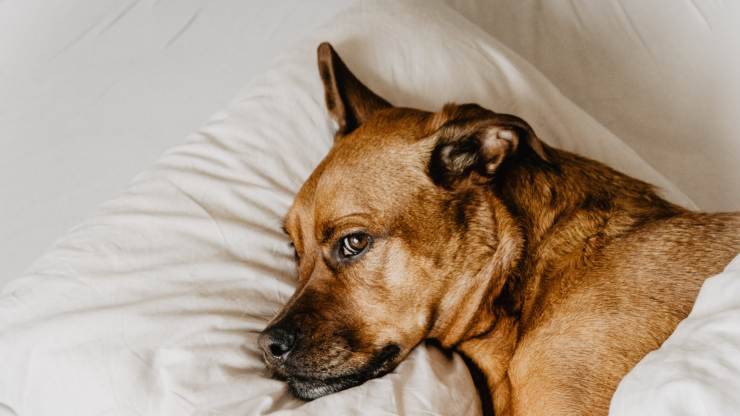 cane dorme con gli occhi aperti