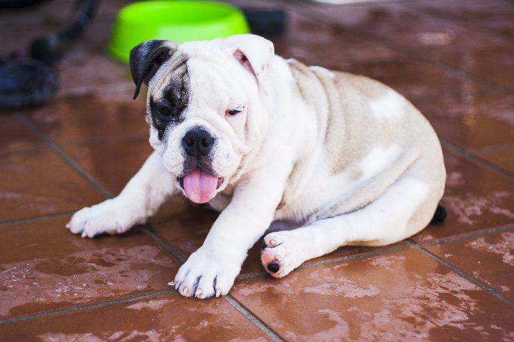 cucciolo dorme in piedi cane dorme in piedi