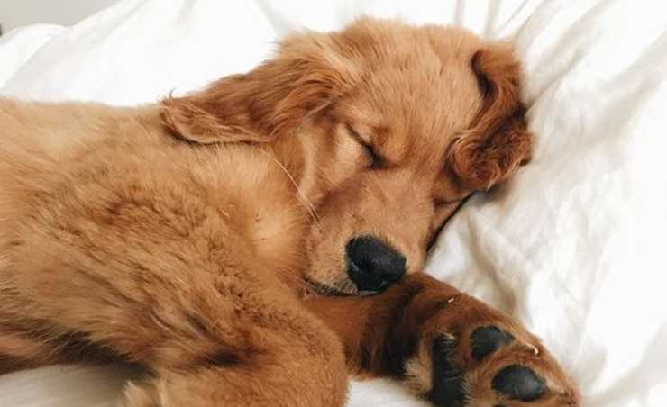 cane dorme