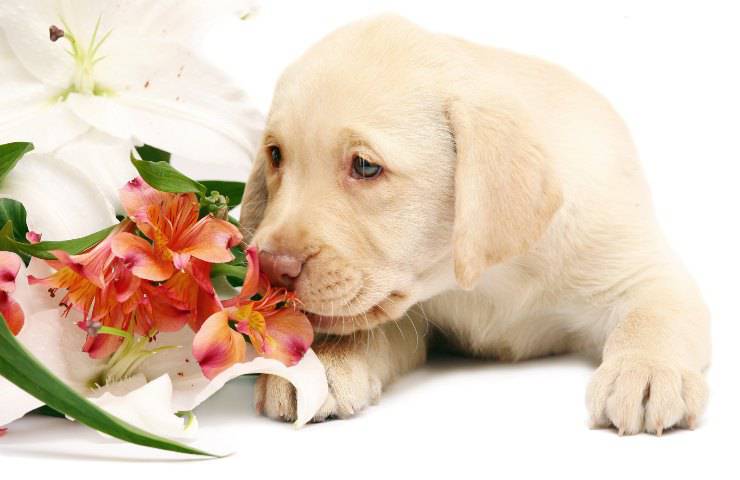 avvelenamento da lilium nel cane