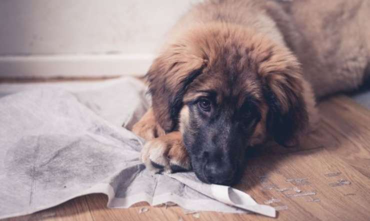 il cane fa la cacca in casa? Scopriamo perché e cosa fare cane fa cacca in casa