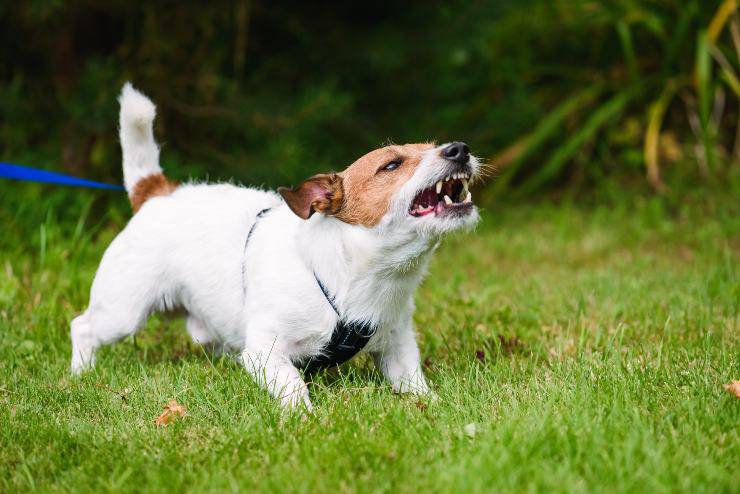 cane ringhia cane indietreggia