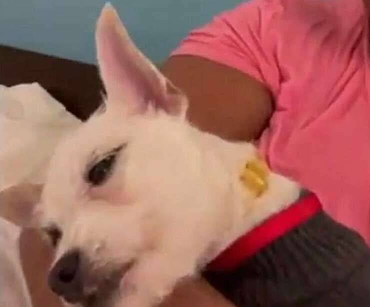 Cane maltrattato dall'Influencer ventenne per ricevere più follower