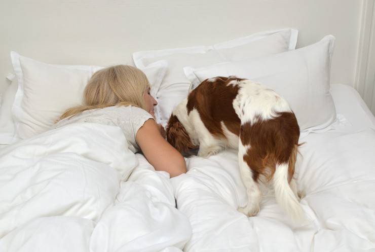 cane sul letto con padrona cane lecca cuscino