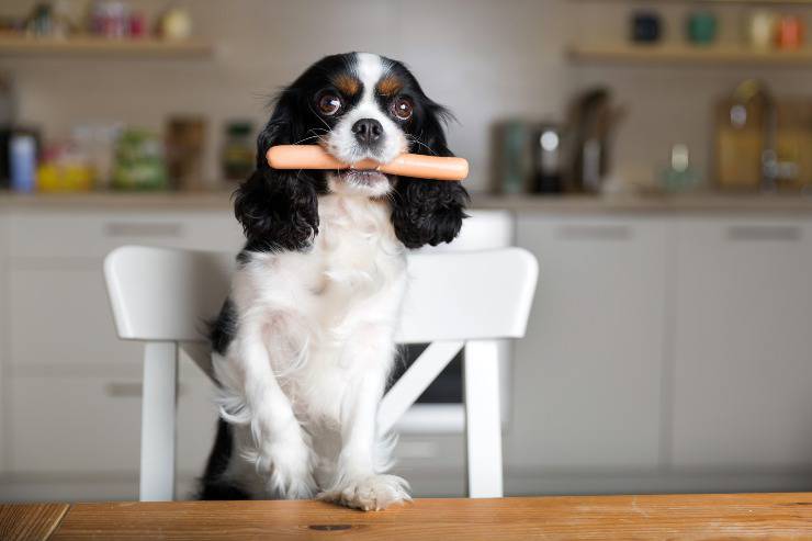 cane mangia wurstel