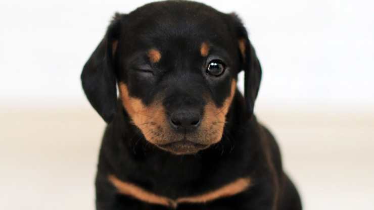 cane occhio chiuso