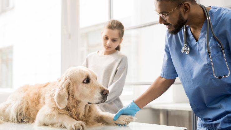 cane dal veterinario cane sindrome uremica