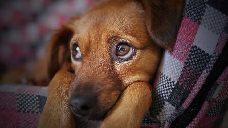 cane sta male sintomi