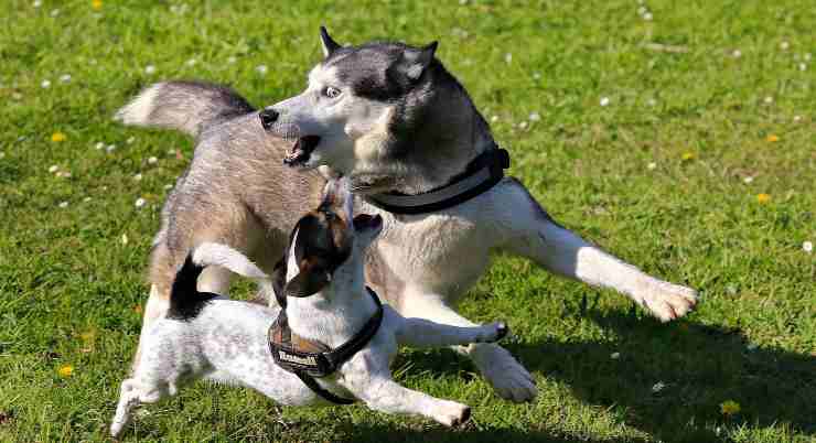 cani che giocano