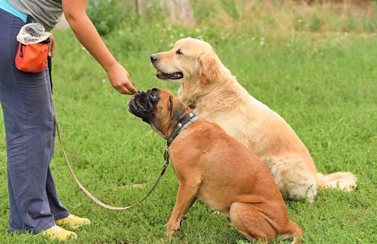 boxer e labrador cani compatibili con boxer