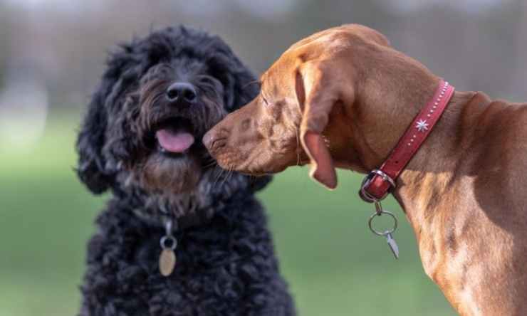 cani vicini
