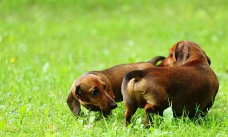 i cani si annusano