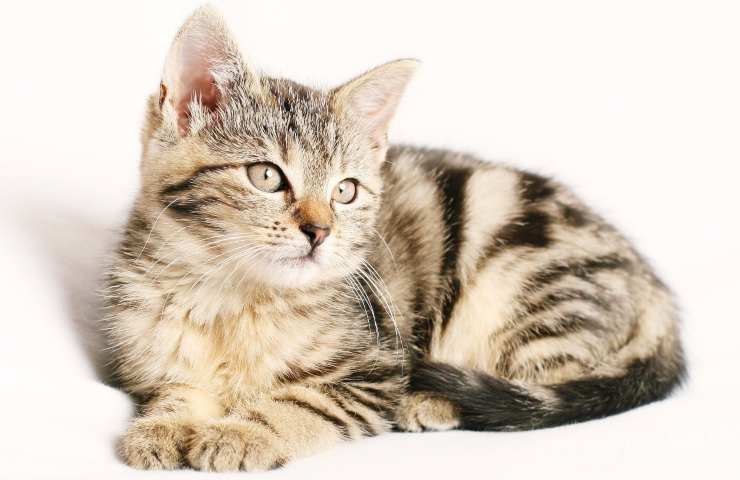 Gattina (Foto Pixabay)