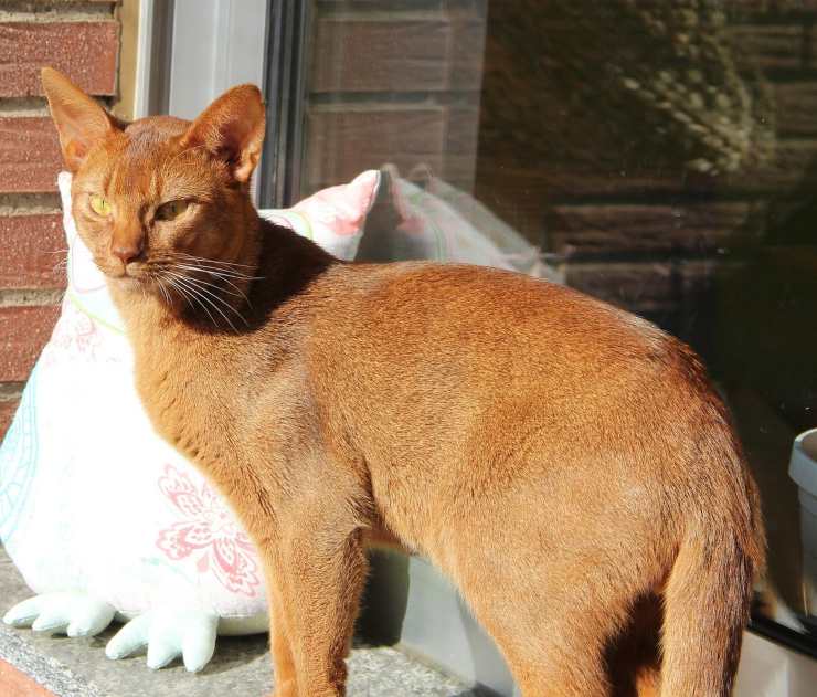 gatto al sole
