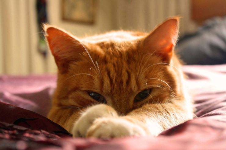 Alimenti utili al pelo del gatto