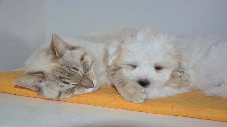 Il cane monta il gatto Il cane monta il gatto