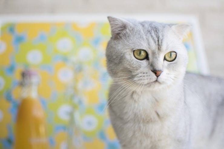 I gatti più ricchi del mondo: gli Scottish Fold di Taylor Swift