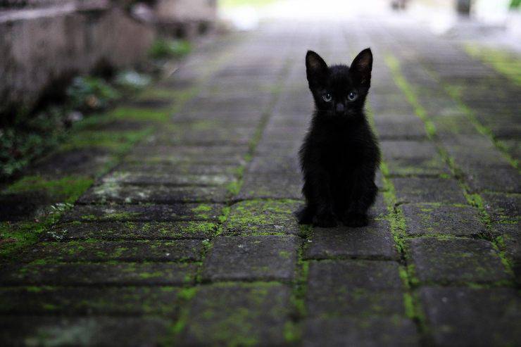 I colori del pelo del gatto